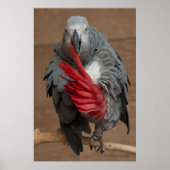 Gray Parrot Poster (Voorkant)