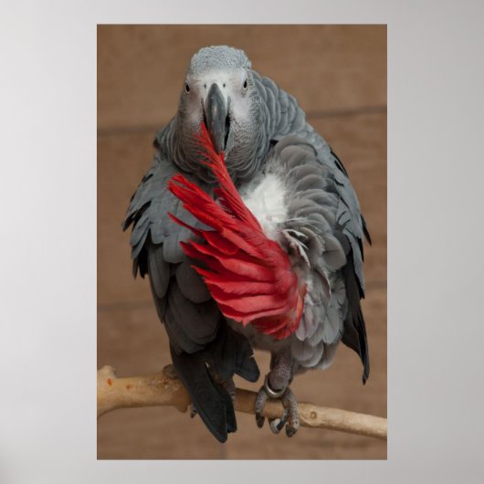 Gray Parrot Poster (Voorkant)