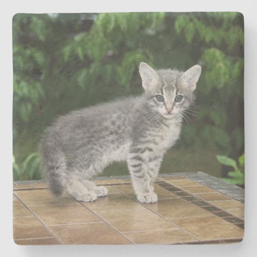 Gray Savannah Cat Square Onderzetter (Voorkant)
