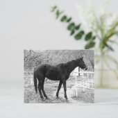 Gray Scale Pop Art Horse Briefkaart (Staand voorkant)
