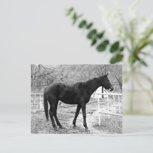 Gray Scale Pop Art Horse Briefkaart (Staand voorkant)
