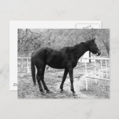 Gray Scale Pop Art Horse Briefkaart (Voorkant / Achterkant)