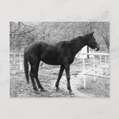 Gray Scale Pop Art Horse Briefkaart (Voorkant)