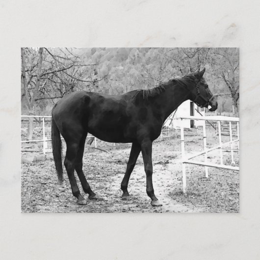 Gray Scale Pop Art Horse Briefkaart (Voorkant)