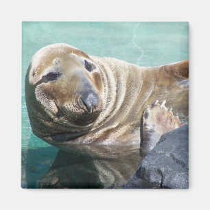 Gray Seal Portrait Magneet
