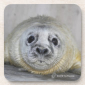Gray Seal Pup Bier Onderzetter (Voorkant)