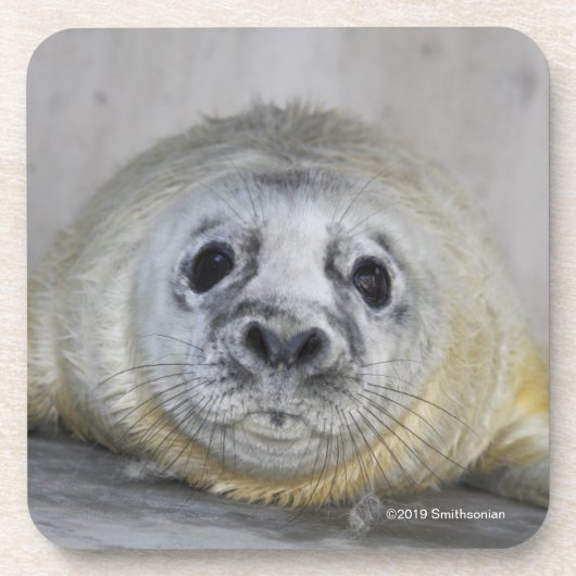 Gray Seal Pup Bier Onderzetter (Voorkant)