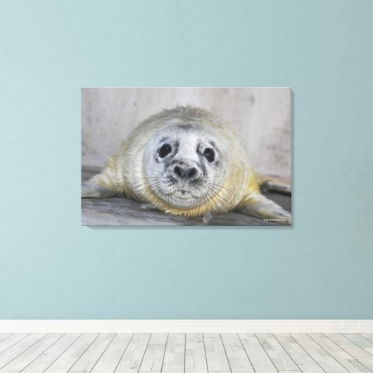 Gray Seal Pup Canvas Afdruk (Insitu (Houten vloer))