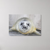 Gray Seal Pup Canvas Afdruk (Voorkant)