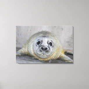 Gray Seal Pup Canvas Afdruk
