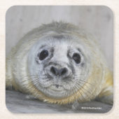 Gray Seal Pup Kartonnen Onderzetters (Voorkant)