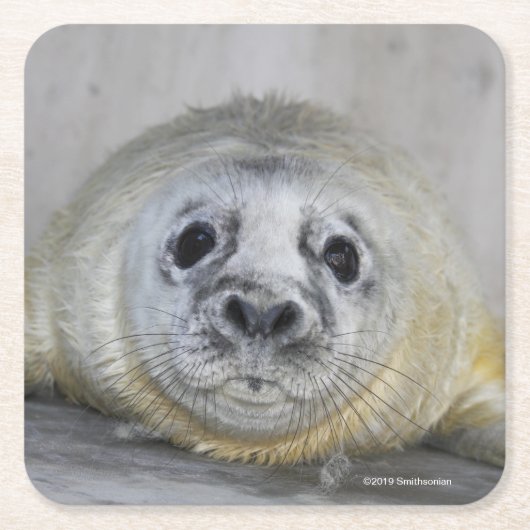 Gray Seal Pup Kartonnen Onderzetters (Voorkant)