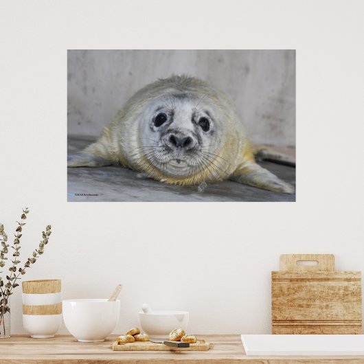 Gray Seal Pup Poster (Keuken)