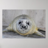 Gray Seal Pup Poster (Voorkant)