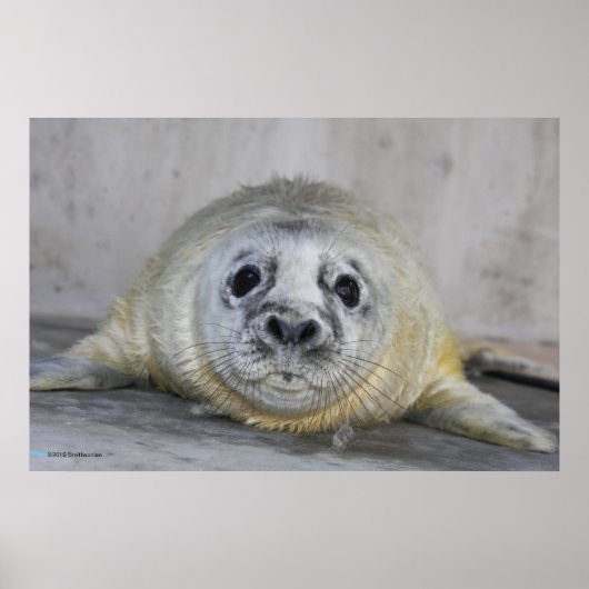 Gray Seal Pup Poster (Voorkant)