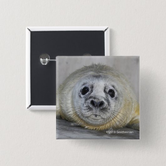 Gray Seal Pup Vierkante Button 5,1 Cm (Voorkant /achterkant)