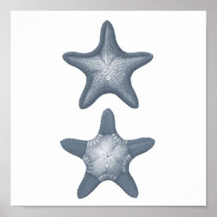 Gray Sealife Group12A print #10 Starfish