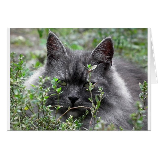 Gray Siberian Kitten (Voorkant Horizontaal)