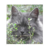 Gray Siberian Kitten Notitieblok (Voorkant)