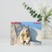 Gray squirrel, Monterey Bay, Californië Briefkaart (Staand voorkant)