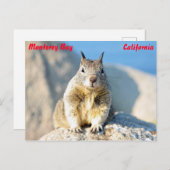 Gray squirrel, Monterey Bay, Californië Briefkaart (Voorkant / Achterkant)