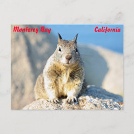 Gray squirrel, Monterey Bay, Californië Briefkaart