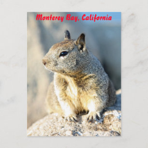 Gray squirrel, Monterey Bay, Californië Briefkaart