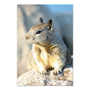 Gray squirrel, Monterey Bay, Californië Foto Afdruk