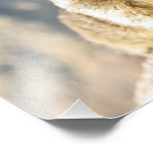 Gray squirrel, Monterey Bay, Californië Foto Afdruk (Hoek)