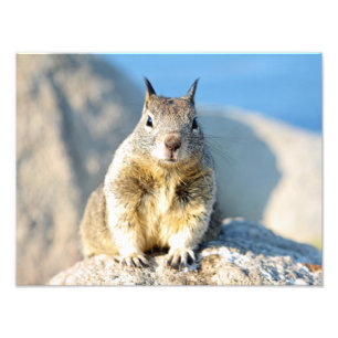 Gray squirrel, Monterey Bay, Californië Foto Afdruk