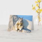 Gray squirrel, Monterey Bay, Californië Kaart (Gele Bloem)