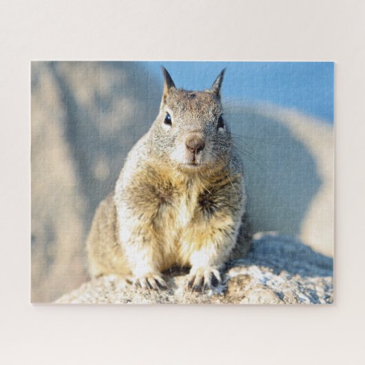 Gray squirrel, Monterey Bay, Californië Legpuzzel (Horizontaal)
