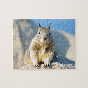 Gray squirrel, Monterey Bay, Californië Legpuzzel