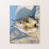 Gray squirrel, Monterey Bay, Californië Legpuzzel (Verticaal)