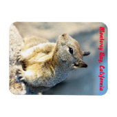 Gray squirrel, Monterey Bay, Californië Magneet (Horizontaal)