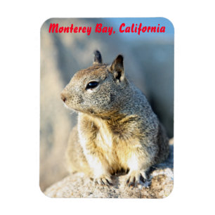 Gray squirrel, Monterey Bay, Californië Magneet