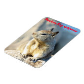 Gray squirrel, Monterey Bay, Californië Magneet (Linkerzijde)