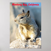 Gray squirrel, Monterey Bay, Californië Poster (Voorkant)