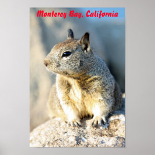 Gray squirrel, Monterey Bay, Californië Poster