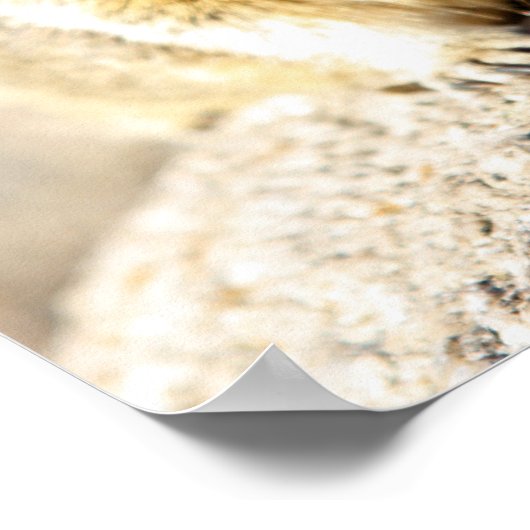 Gray squirrel, Monterey Bay, Californië Poster (Hoek)