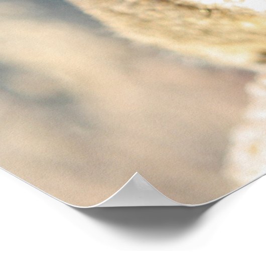 Gray squirrel, Monterey Bay, Californië Poster (Hoek)