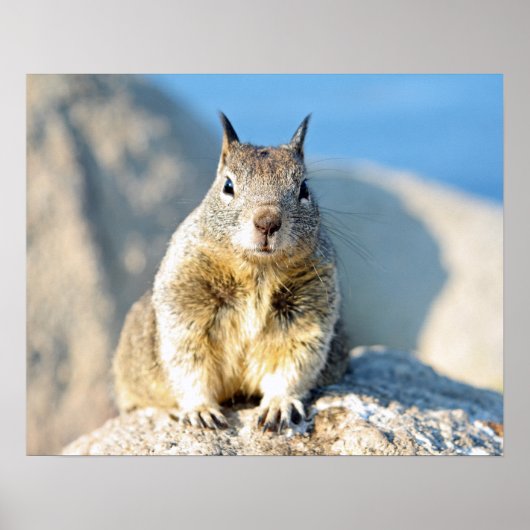 Gray squirrel, Monterey Bay, Californië Poster (Voorkant)