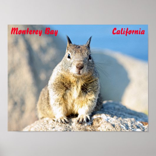 Gray squirrel, Monterey Bay, Californië Poster (Voorkant)