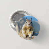 Gray squirrel, Monterey Bay, Californië Ronde Button 3,2 Cm (Voorkant /achterkant)