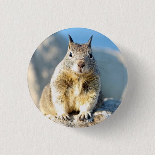 Gray squirrel, Monterey Bay, Californië Ronde Button 3,2 Cm (Voorkant)
