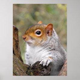 Gray Squirrel portret Poster