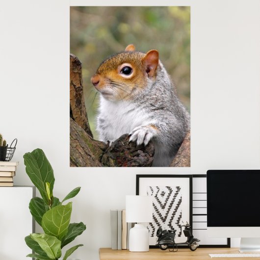 Gray Squirrel portret Poster (Thuiskantoor)