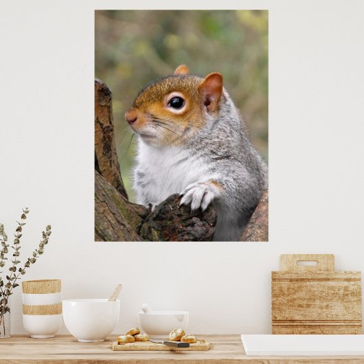 Gray Squirrel portret Poster (Keuken)