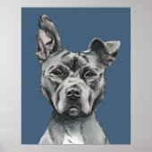 Gray Stalky Pit Bull Dog Tekening Poster (Voorkant)
