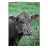 Gray Steer (Voorkant)